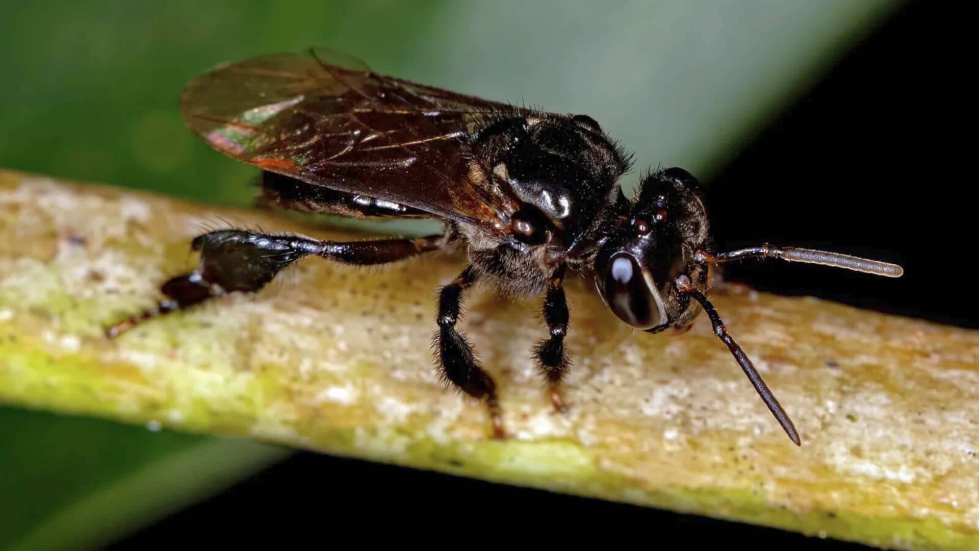 stingless bees boost coffee yield
