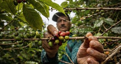 climate change coffee production economics