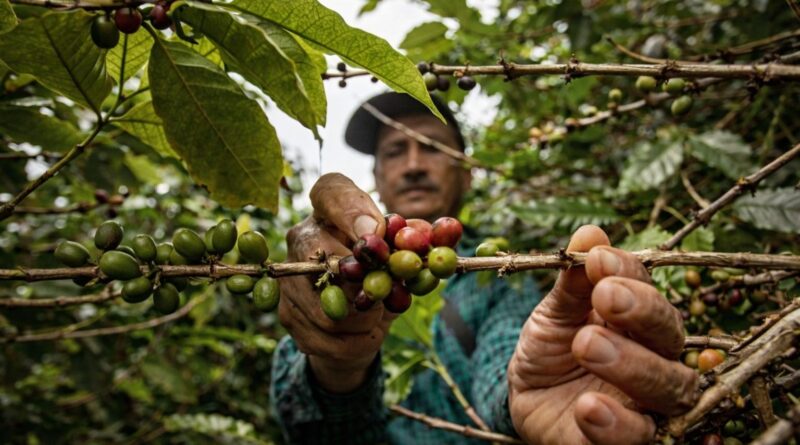 climate change coffee production economics