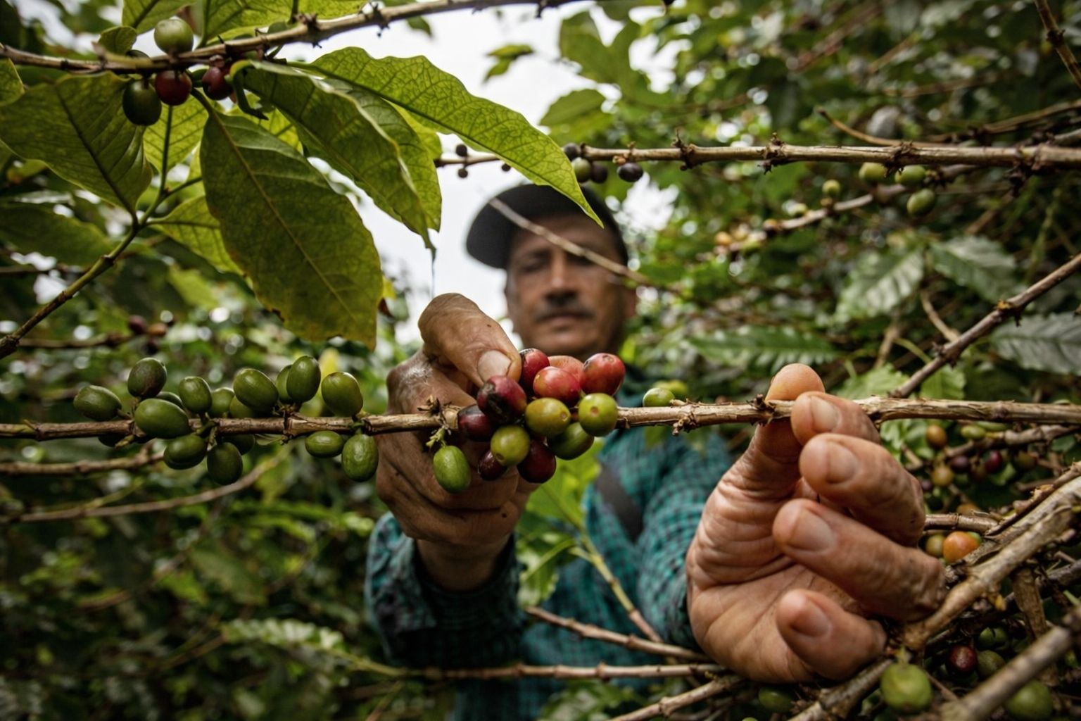 climate change coffee production economics
